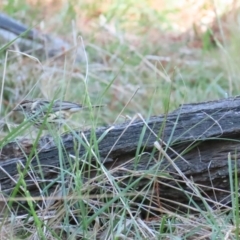 Pyrrholaemus sagittatus at Red Hill, ACT - 22 Oct 2023