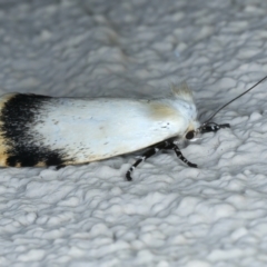 Unnamed genus and species (A Timber moth (subfamily Xyloryctidae)) at Ainslie, ACT - 21 Oct 2023 by jb2602