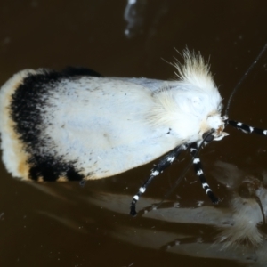 Unnamed genus and species at Ainslie, ACT - 21 Oct 2023