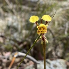 Diuris sulphurea (Tiger Orchid) at Tuggeranong, ACT - 22 Oct 2023 by Shazw