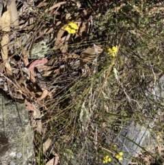 Diuris sulphurea at Tuggeranong, ACT - 22 Oct 2023