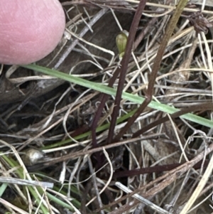 Viola betonicifolia at Cook, ACT - 22 Oct 2023