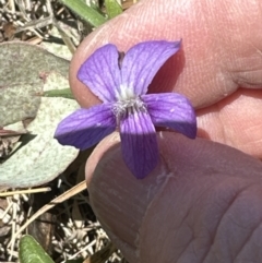 Viola betonicifolia at Cook, ACT - 22 Oct 2023