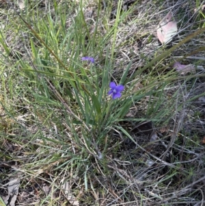 Viola betonicifolia at Cook, ACT - 22 Oct 2023