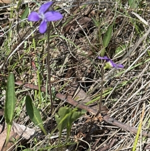 Viola betonicifolia at Cook, ACT - 22 Oct 2023