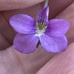 Viola betonicifolia at Cook, ACT - 22 Oct 2023