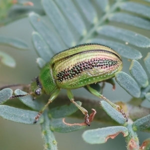 Calomela vittata at Yackandandah, VIC - 22 Oct 2023