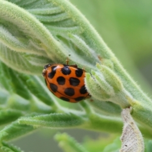 Harmonia conformis at Yackandandah, VIC - 22 Oct 2023