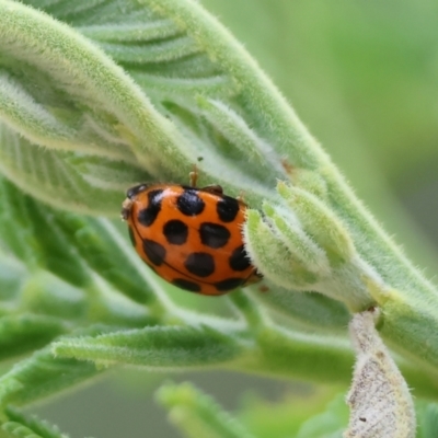 Harmonia conformis (Common Spotted Ladybird) at Yackandandah, VIC - 22 Oct 2023 by KylieWaldon