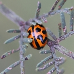 Peltoschema oceanica (Oceanica leaf beetle) at Yackandandah, VIC - 22 Oct 2023 by KylieWaldon