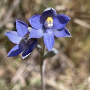 Thelymitra brevifolia at Majura, ACT - suppressed