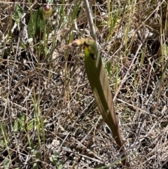 Thelymitra brevifolia at Majura, ACT - suppressed