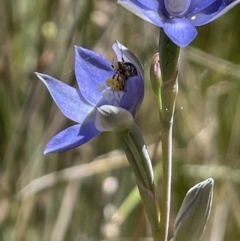 Thelymitra brevifolia at Majura, ACT - suppressed