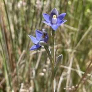 Thelymitra brevifolia at Majura, ACT - suppressed