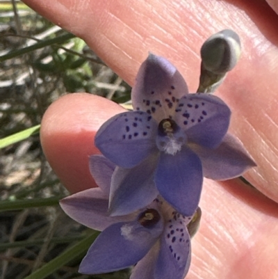 Thelymitra juncifolia (Dotted Sun Orchid) at Belconnen, ACT - 22 Oct 2023 by lbradley