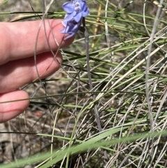 Thelymitra juncifolia at Belconnen, ACT - 22 Oct 2023