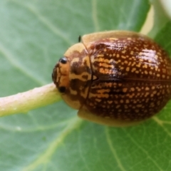 Paropsis variolosa (Variolosa leaf beetle) at Yackandandah, VIC - 22 Oct 2023 by KylieWaldon