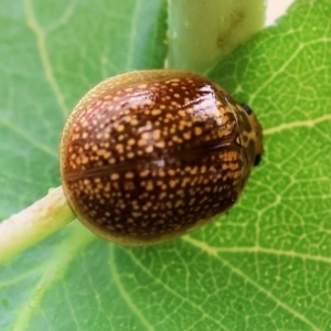 Paropsis variolosa at Yackandandah, VIC - 22 Oct 2023