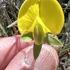 Gompholobium huegelii (Pale Wedge Pea) at Aranda, ACT - 22 Oct 2023 by lbradley