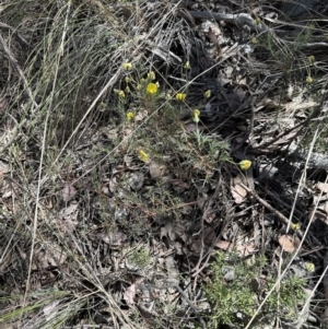 Gompholobium huegelii at Belconnen, ACT - 22 Oct 2023