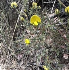 Gompholobium huegelii at Belconnen, ACT - 22 Oct 2023