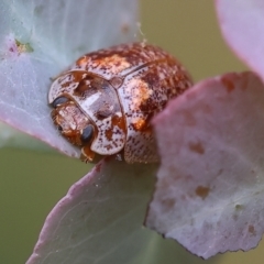 Paropsisterna m-fuscum (Eucalyptus Leaf Beetle) at Yackandandah, VIC - 21 Oct 2023 by KylieWaldon