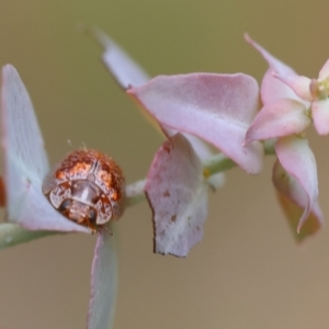 Paropsisterna m-fuscum at Yackandandah, VIC - 22 Oct 2023