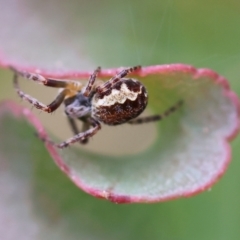 Unidentified Other web-building spider at Yackandandah, VIC - 21 Oct 2023 by KylieWaldon