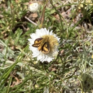 Ocybadistes walkeri at Campbell, ACT - 22 Oct 2023