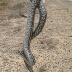 Morelia spilota metcalfei (Inland or Murray-Darling Carpet Python) at Niemur, NSW by Savagehaus