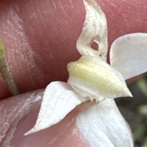 Caladenia moschata at Aranda, ACT - 22 Oct 2023