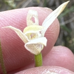 Caladenia moschata at Aranda, ACT - suppressed