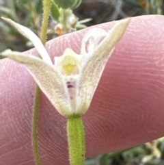 Caladenia moschata at Aranda, ACT - suppressed