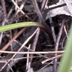 Caladenia moschata at Aranda, ACT - suppressed