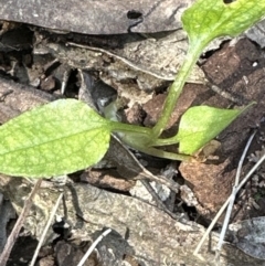 Pterostylis sp. (A Greenhood) at Aranda, ACT - 22 Oct 2023 by lbradley