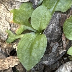 Pterostylis sp. at Aranda, ACT - 22 Oct 2023