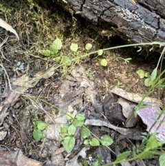 Pterostylis sp. at Belconnen, ACT - 22 Oct 2023