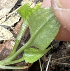 Pterostylis sp. at Aranda, ACT - 22 Oct 2023