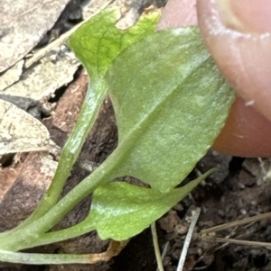 Pterostylis sp. at Aranda, ACT - 22 Oct 2023