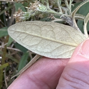 Olearia lirata at Belconnen, ACT - 22 Oct 2023