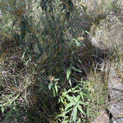 Olearia lirata at Belconnen, ACT - 22 Oct 2023