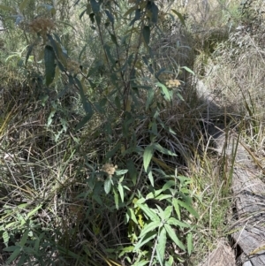 Olearia lirata at Aranda, ACT - 22 Oct 2023