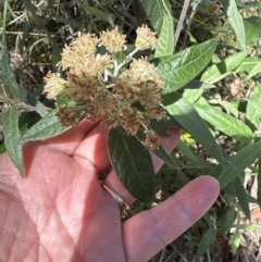 Olearia lirata at Belconnen, ACT - 22 Oct 2023