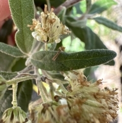 Olearia lirata at Aranda, ACT - 22 Oct 2023 02:38 PM