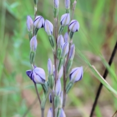 Thelymitra (Genus) (Sun Orchid) at Yackandandah, VIC - 22 Oct 2023 by KylieWaldon