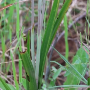 Thelymitra sp. at Yackandandah, VIC - 22 Oct 2023