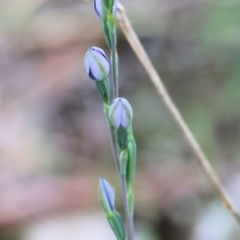 Thelymitra sp. at Yackandandah, VIC - 22 Oct 2023