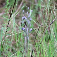 Thelymitra sp. at Yackandandah, VIC - 22 Oct 2023