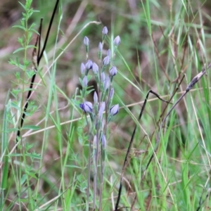 Thelymitra sp. at Yackandandah, VIC - 22 Oct 2023