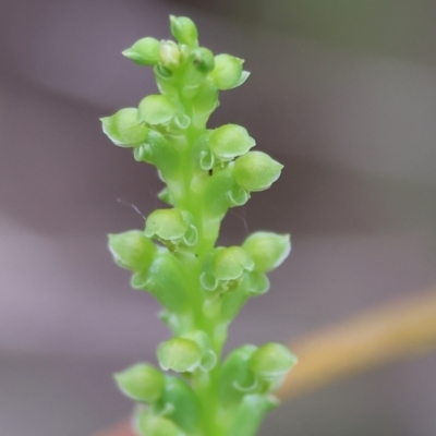 Microtis unifolia (Common Onion Orchid) at Yackandandah, VIC - 22 Oct 2023 by KylieWaldon